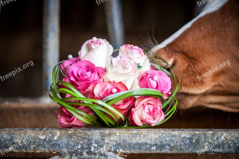 Bridal Bouquet Bouquet Wedding Cow Pink