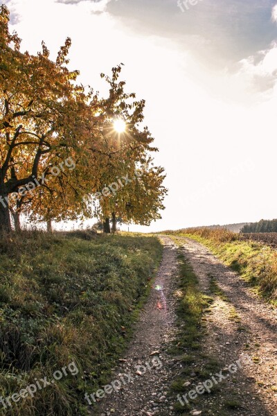 Forest Reported Nature Autumn Grasses