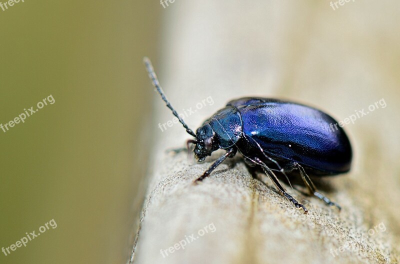 Nature Insect Forest Garden Bichito