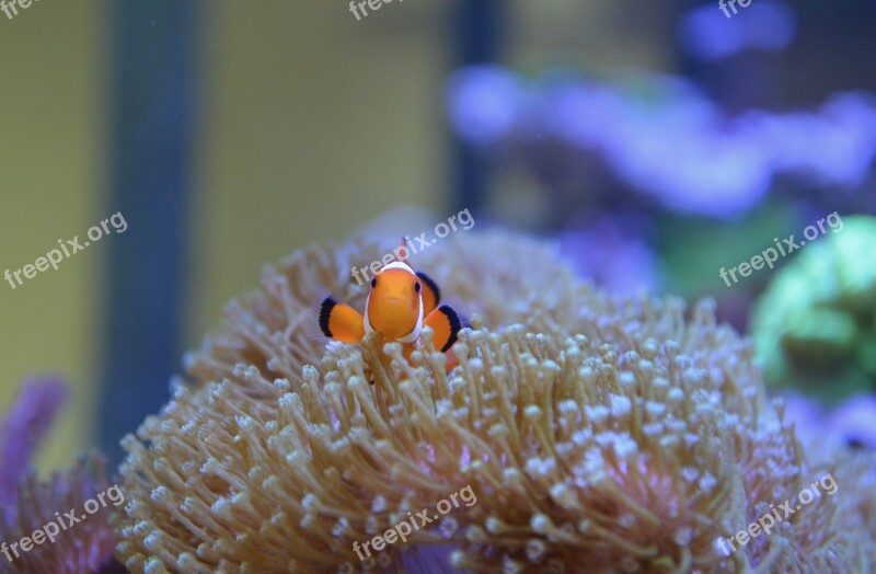 Fish Water Sea Nemo Clown Fish