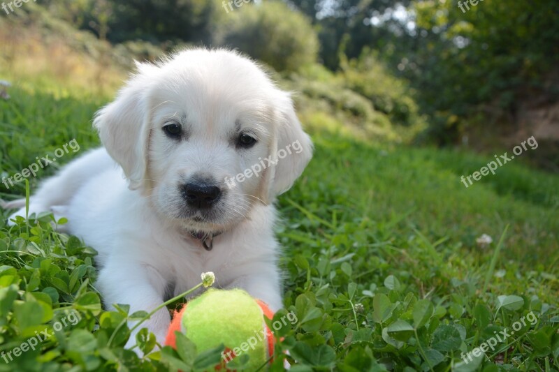 Golden Retriever Dog Domestic Animal Puppy Animal