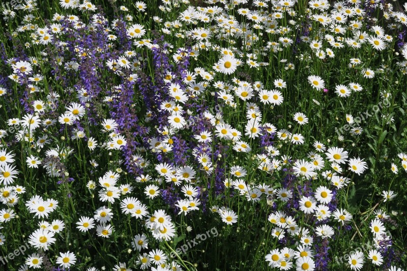 Flowers Meadow Marguerite Sage White