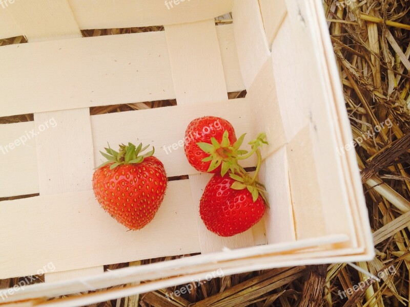 Strawberries Strawberry Field Strawberry Plants Summer Harvested