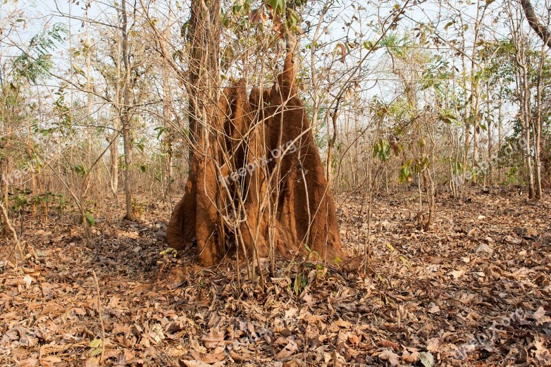 Anthill India Jungle Tropical Asia