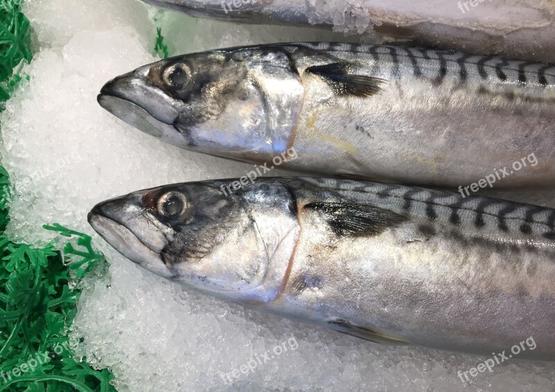 Trout Seattle Fish Market Free Photos