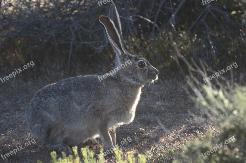 Rabbit Hare Jackrabbit Joshua Tree Park Bunny