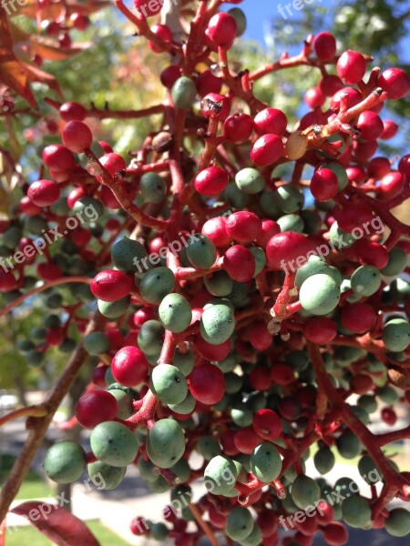 Berries Red And Green New Mexico Berry Red