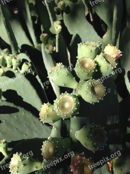 Cactus Prickly Pear New Mexico Nature Green