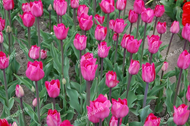 Tulips Pink Plantation Picnic Field Of Tulips