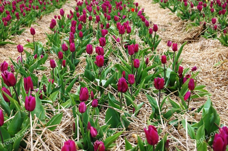 Tulips Plantation Picnic Field Of Tulips Flowers