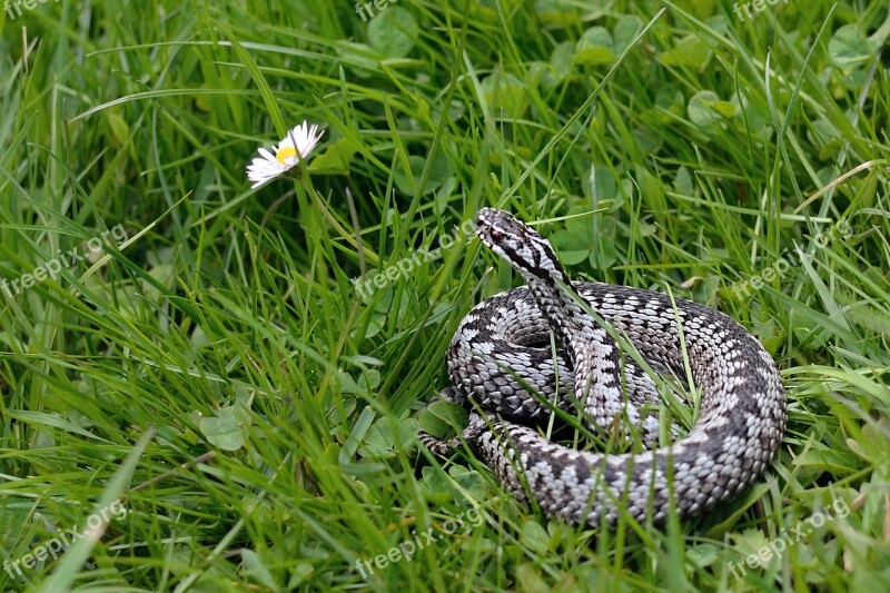 Snake Viper General Vipera Berus Free Photos