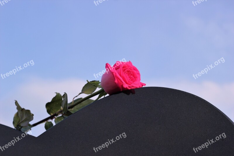 Pink Rose Heart Gravestone Love Missing Black Marble