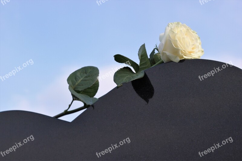 White Rose Heart Gravestone Love Missing Black Marble