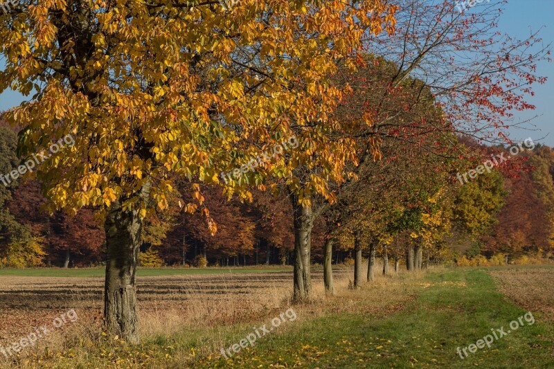 Autumn Trees Leaves Autumn Mood Landscape