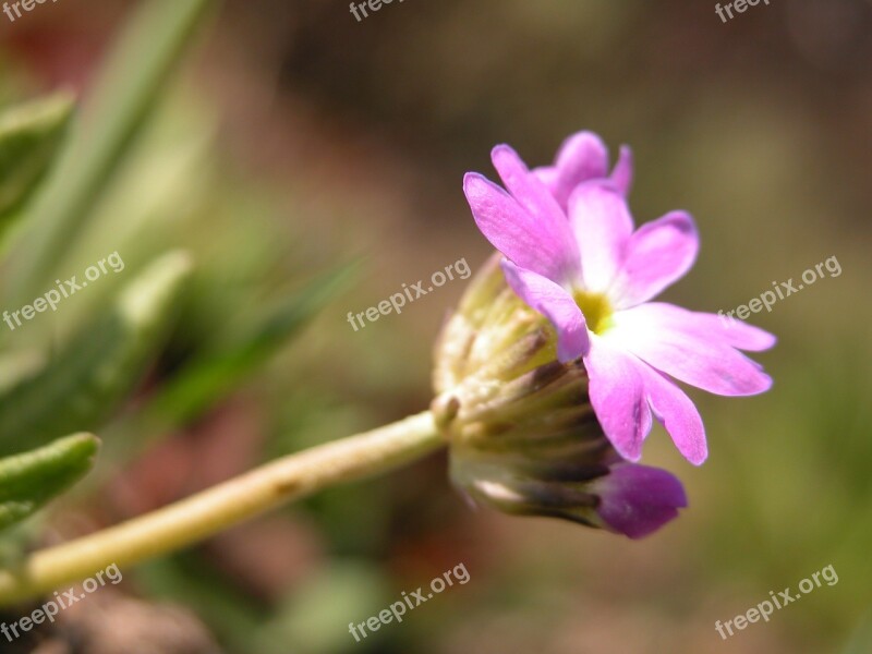 Purple Spring Flower Purple Flowers Nature