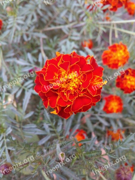 Marigold Flora Flower Blossom Garden