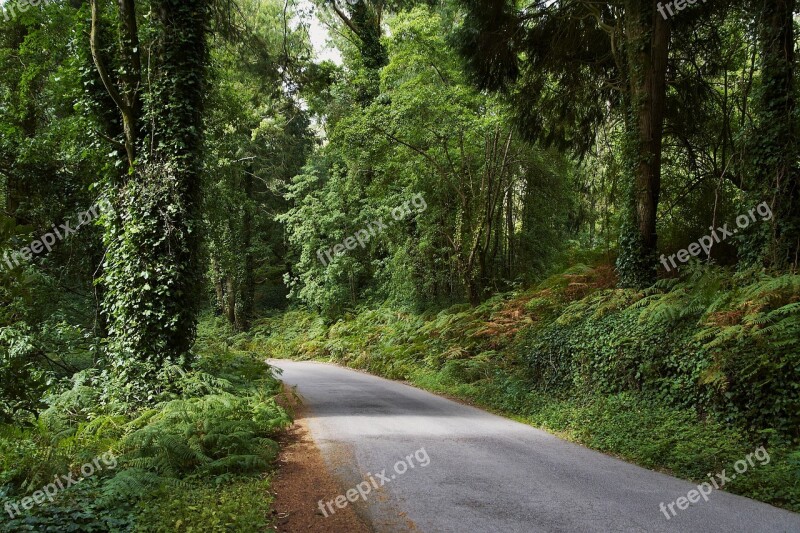 Forest Nature Portugal Sintra Tree