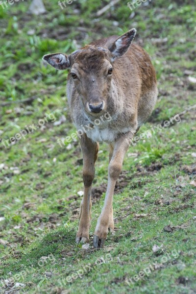 Roe Deer Forest Fallow Deer Nature Animal