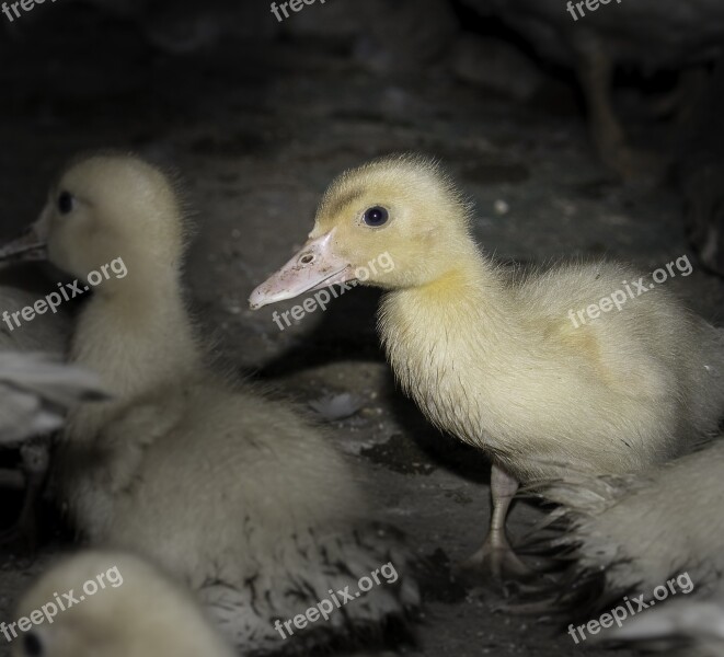 Duckling Baby Animals Ducks Duck Baby