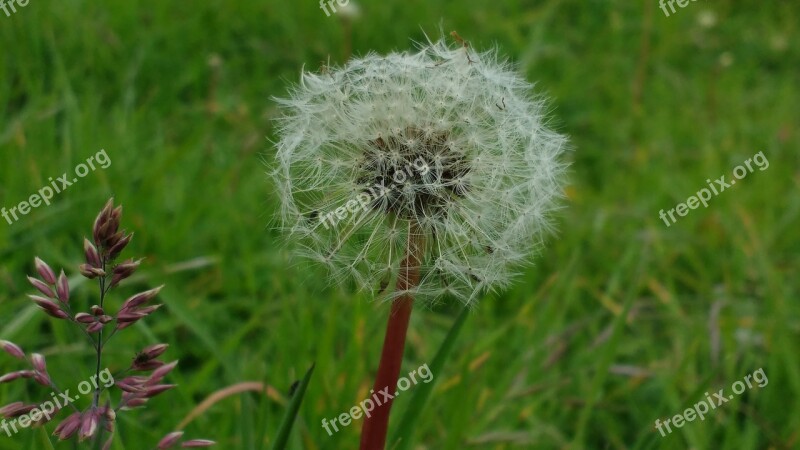 Dandelion Plant Grass Prairie Foreground