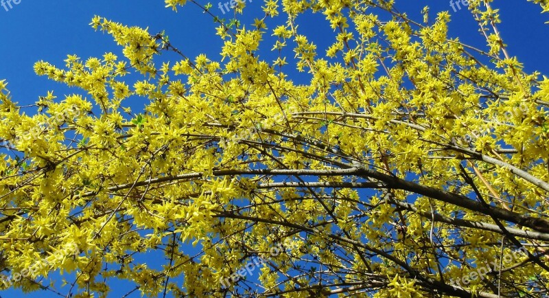 Forsythia Yellow Flower Spring Blue Sky Branch