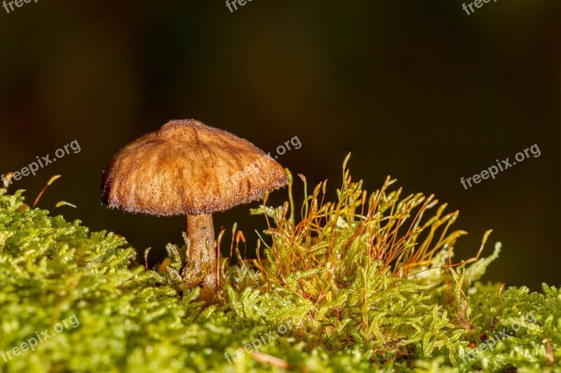 Mushroom Sponge Mini Mushroom Small Mushroom Moss