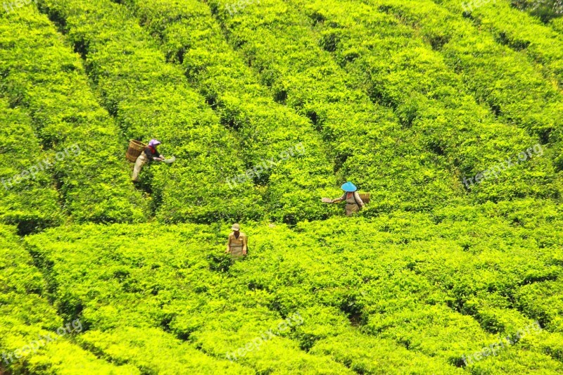 Tea Pickers Tea Green Farmer Village