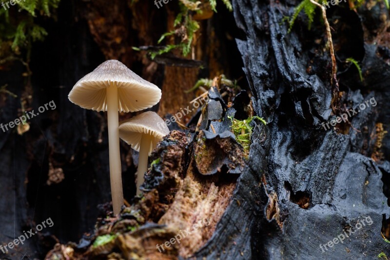 Mushroom Sponge Mini Mushroom Small Mushroom Free Photos