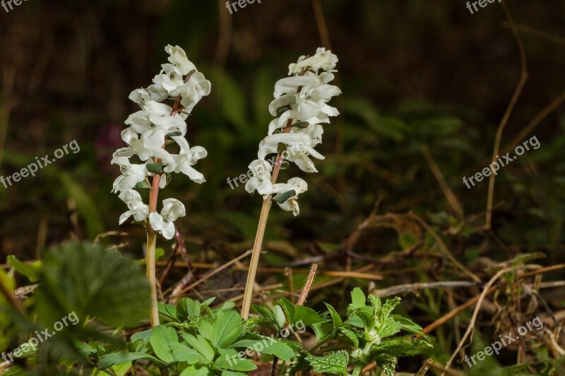 Flower Early Bloomer Corydalis Spring Flower Free Photos