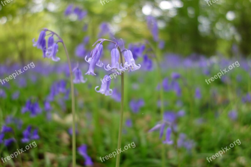 Bluebell Bluebells Winkworth Arboretum Free Photos