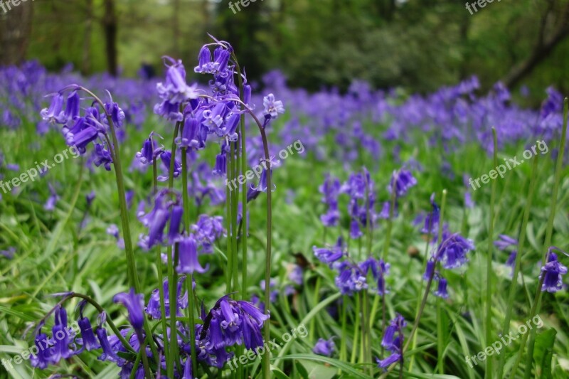 Bluebell Bluebells Winkworth Arboretum Free Photos