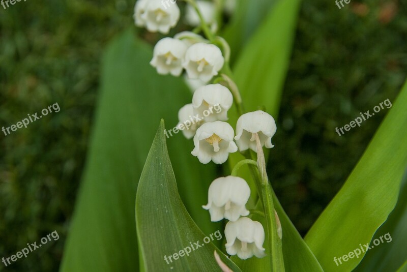 Thrush Bells Flowers May 1 Free Photos