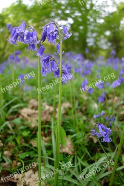 Bluebell Bluebells Winkworth Arboretum Free Photos