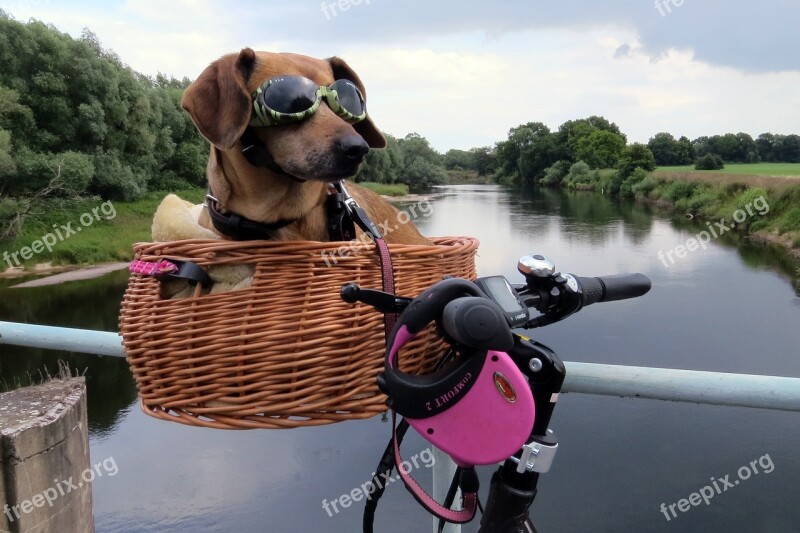 Dog Dachshund Dachshund Dog Bike Bike Ride