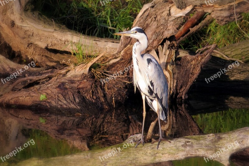 Bird Heron Grey Heron Free Photos