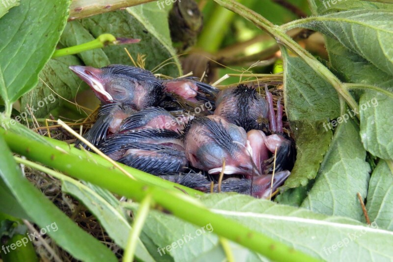 Birds Chicks Bird's Nest Free Photos