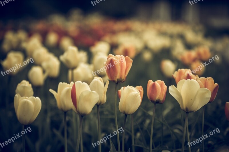 Vintage Look Tulips Faded Flower Blossom