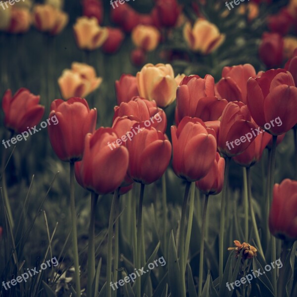 Vintage Look Tulips Faded Flower Blossom