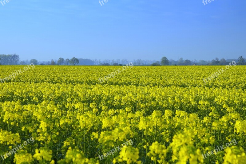 Rapeseed Field Yellow Spring Agriculture