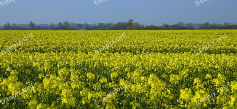 Rapeseed Field Yellow Spring Agriculture