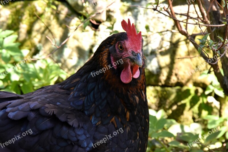 The Hen Chicken Village Bird Pen