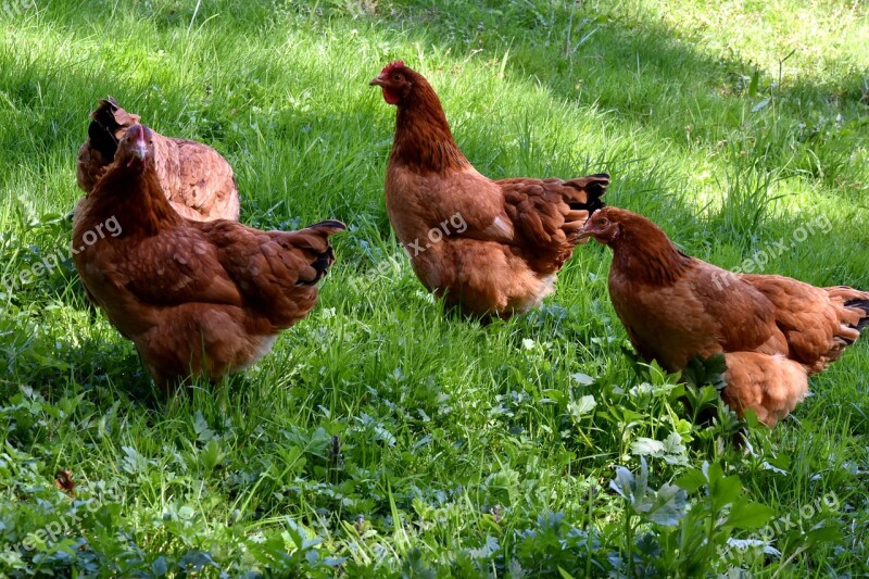 The Hen Chicken Village Bird Pen