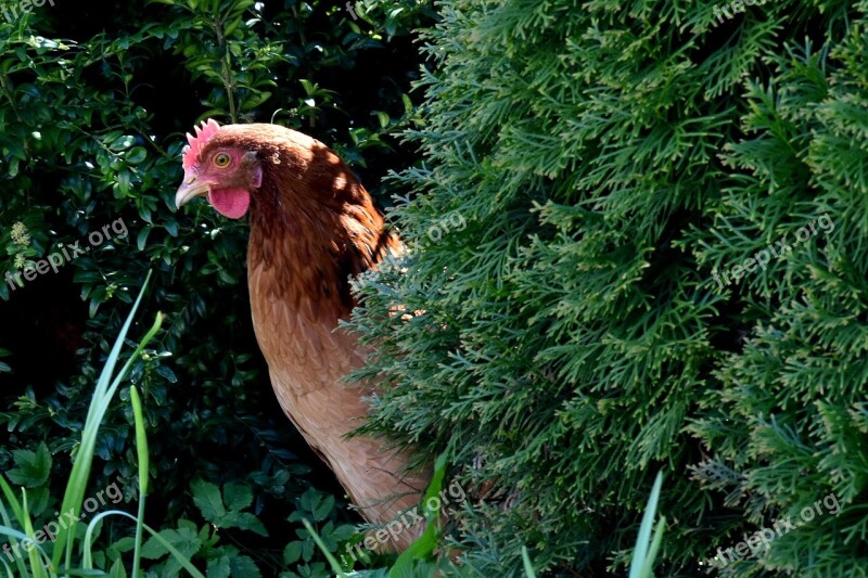 The Hen Chicken Village Bird Pen