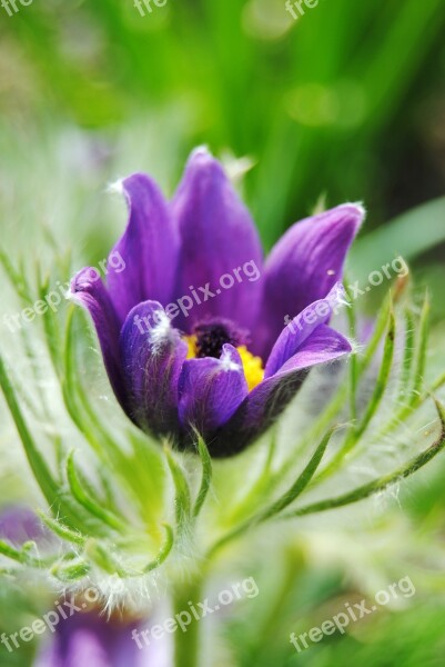 Flower Green Pasque Flower Free Photos