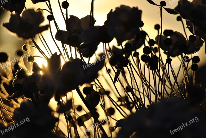 Sun Flower Blossom Bloom Nature