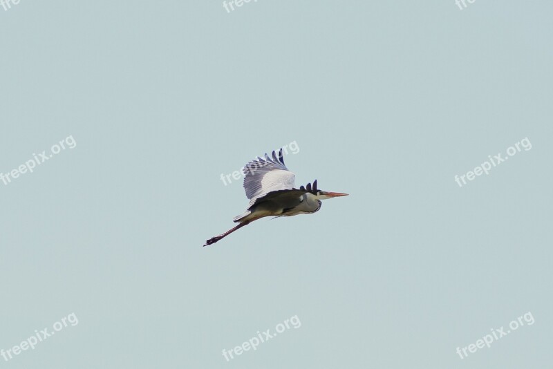 Animal Sky Wild Birds Heron Gray Heron