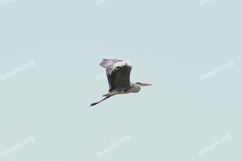 Animal Sky Wild Birds Heron Gray Heron