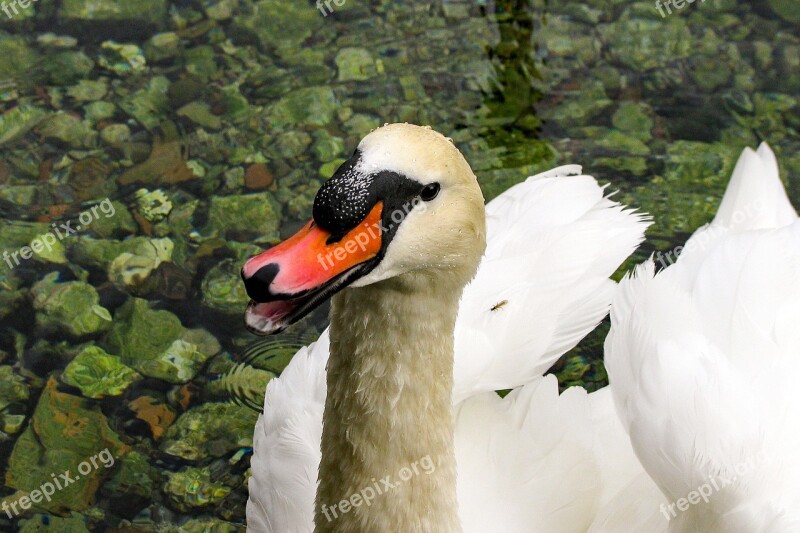 Swan Cygnus Portrait Anatidi White