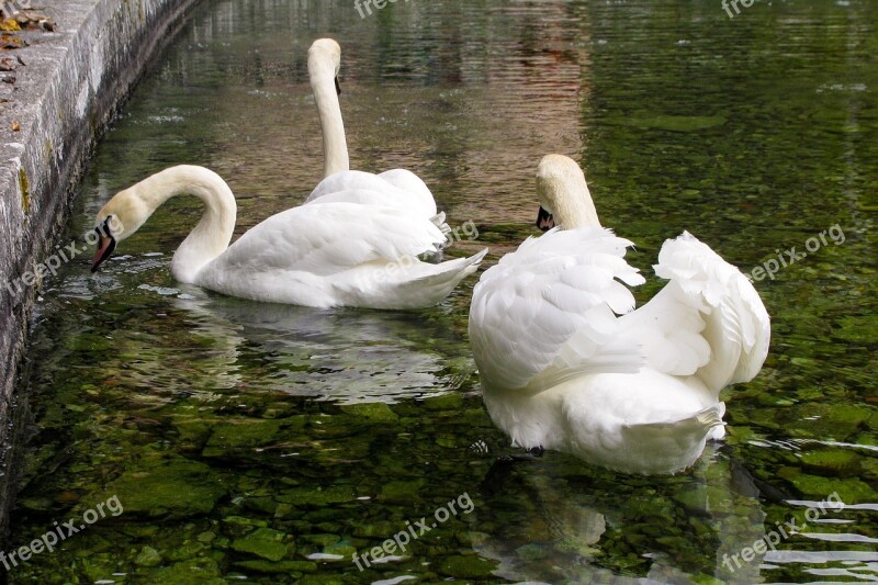 Swan Swans Cygnus Anatidi White