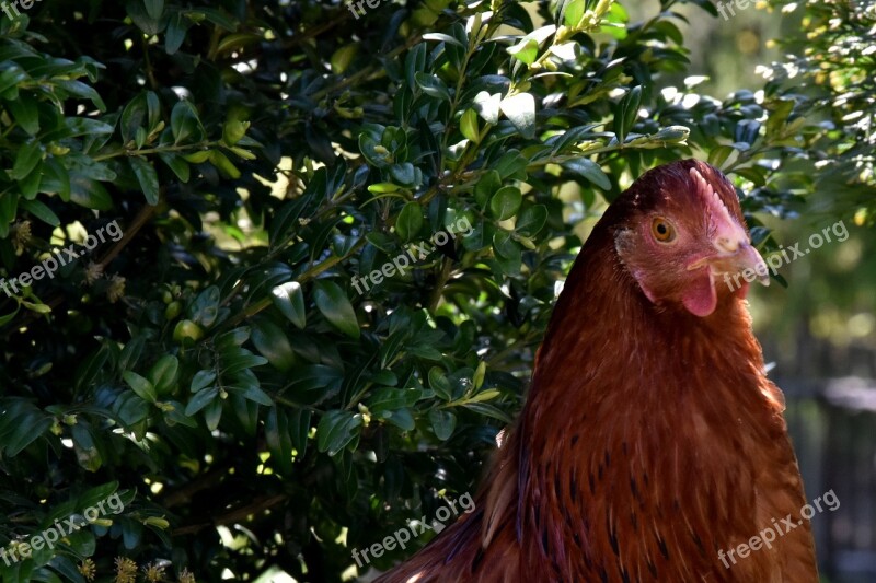 The Hen Chicken Village Bird Pen